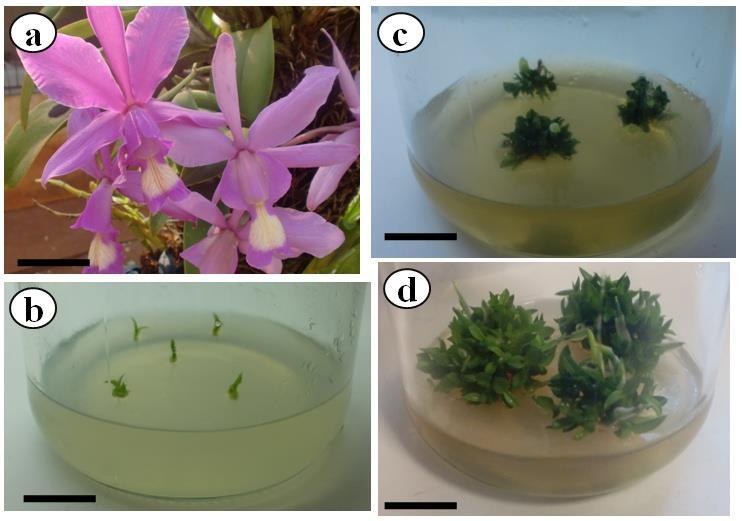 46 plantas restantes (Figura 1d) foram retiradas dos frascos, lavadas em água corrente e avaliadas quanto às mesmas características vegetativas. FIGURA 1.