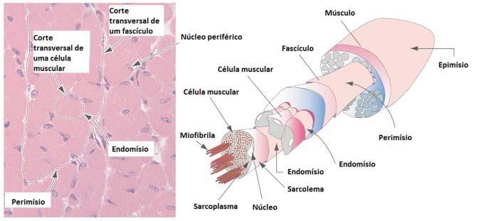 Tecido Muscular Aula 7 Figura 7D: Figura mostrando o tecido conjuntivo de revestimento do tecido muscular.