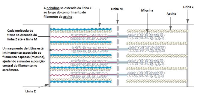 Tecido Muscular Aula 7 Figura 7G: Desenho esquemático do sarcômero ilustrando a presença de nebulina associada ao filamento delgado e a titina associada à miosina.