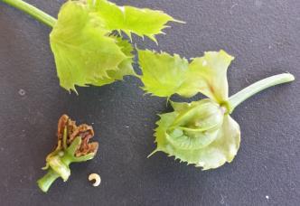 Essas larvas atacam a base interna das flores, provocando sua queda.