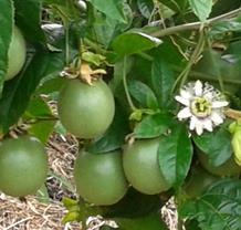 a espécie P. ligularis A. Juss. (granadilla) é a mais tradicional.