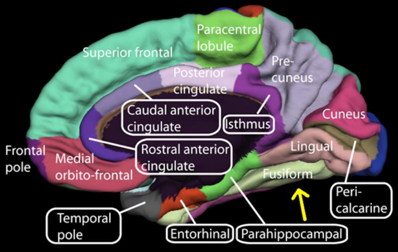 Reconhecimento das caras " As caras são uma das categorias de estímulos visuais mais importantes, e por isso nós temos