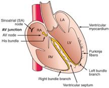 ELETROFISIOLOGIA O estímulo de despolarização p/ o batimento cardíaco normal origina-se no nó sinoauricular (SA) ou nó sinusal, células pacemaker que disparam espontanea/ - AUTOMATICIDADE