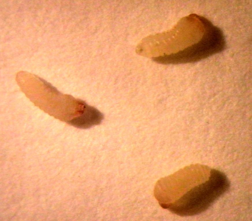 0,55 mm Figura 4 - Larvas de primeiro ínstar em Oncideres ocularis Thomson, 1868. Coimbra-MG, 2011. Essa descrição é semelhante à de larvas de primeiro ínstar em O.