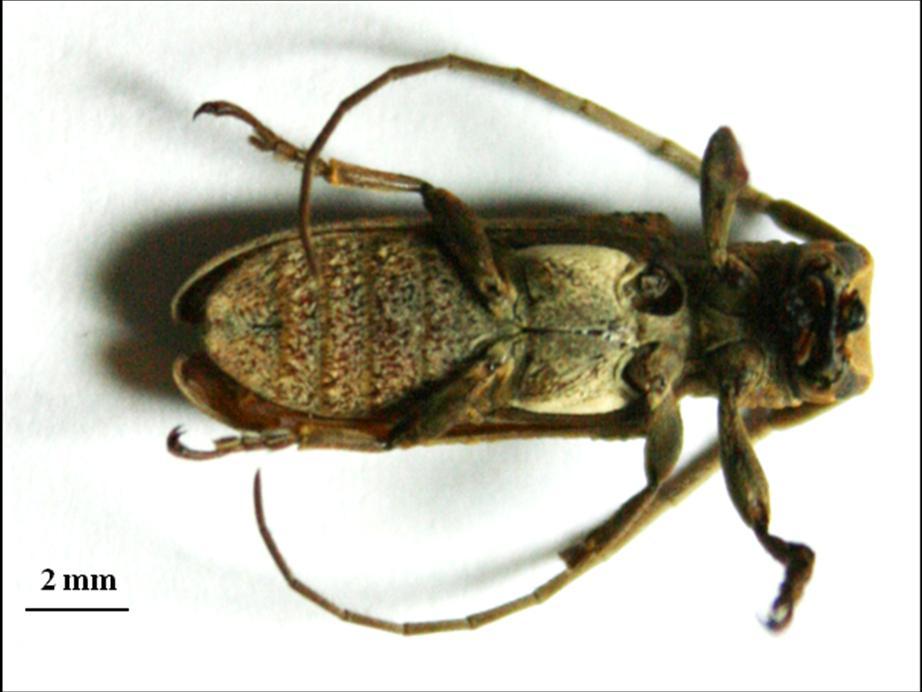 Figura 6 - Vista ventral de fêmea de Oncideres ocularis Thomson, 1868 (Col.:Cerambycidae). Viçosa-MG. 2011. Outros 139 galhos de Acacia mangium recém-roletados por O.