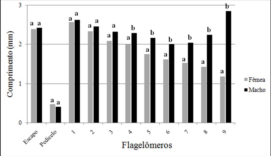 Em relação ao comprimento dos flagelômeros, houve diferença significativa entre machos e fêmeas somente do quarto ao nono. Eles são mais compridos nos machos (Figura 9).