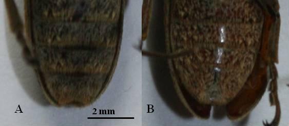 Figura 10 - Últimos segmentos antenais de macho (A) e fêmea (B) de Oncideres ocularis Thomson, 1868 (Col.: Cerambycidae).