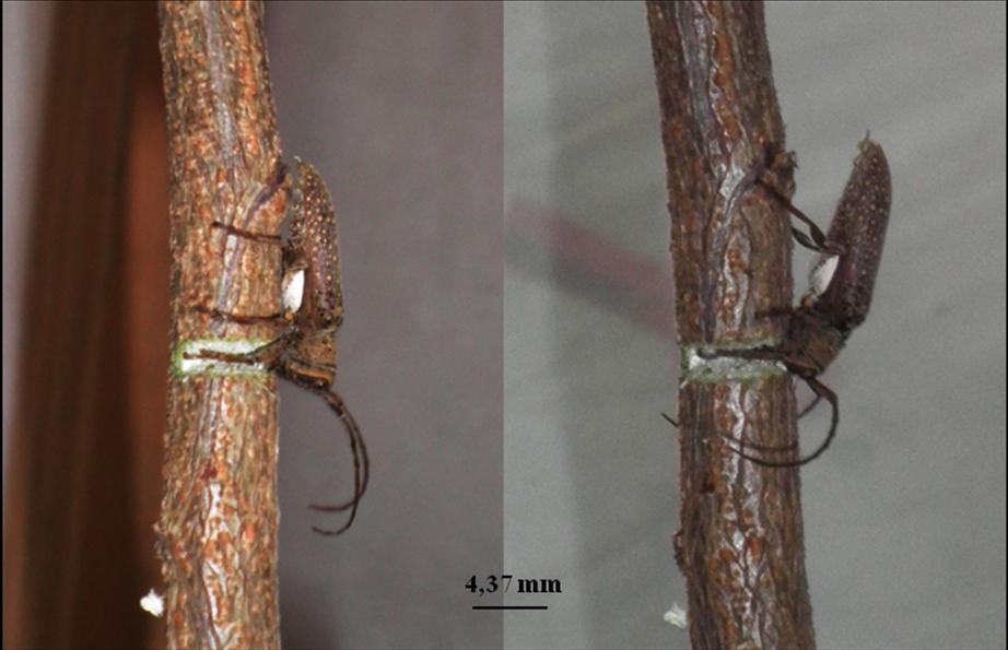 Figura 12 - Foto sequencial de fêmea de Oncideres ocularis Thomson, 1868 (Col.: Cerambycidae) roletando galho de Mimosa caesalpiniifolia. Viçosa, MG. 2011.