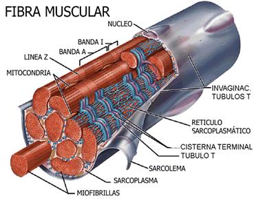 Esses proteínas estão organizados de tal modo que originam bandas transversais, claras e escuras, características das células musculares estriadas, tanto as esqueléticas como as cardíacas.