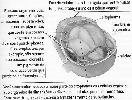 Os vegetais apresentam uma organização estrutural composta por células as quais se organizam formando tecidos.