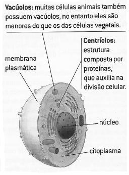 Célula Vegetal As células vegetais apresentam semelhanças com as animais em muitos aspectos de sua estrutura.