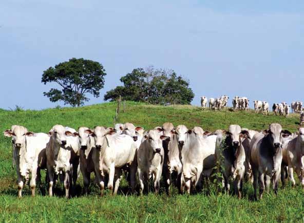 3.3. Recuperação de áreas e pastagens degradadas A técnica consiste em transformar as terras degradadas (no caso específico de pastagens degradadas) em áreas produtivas para a produção de alimentos,