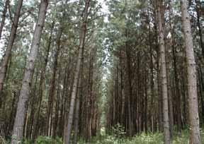 A produção de florestas plantadas (econômicas) nas propriedades rurais possui quatro objetivos básicos: (i) implementar uma fonte de renda de longo prazo para o produtor e sua família; (ii) aumentar