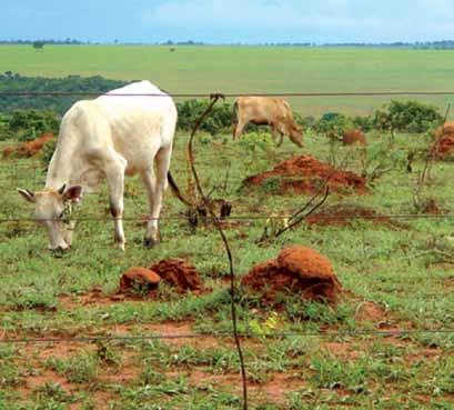 2. Por que incentivar a agricultura de baixa emissão de carbono? Lutecia Beatriz dos S.