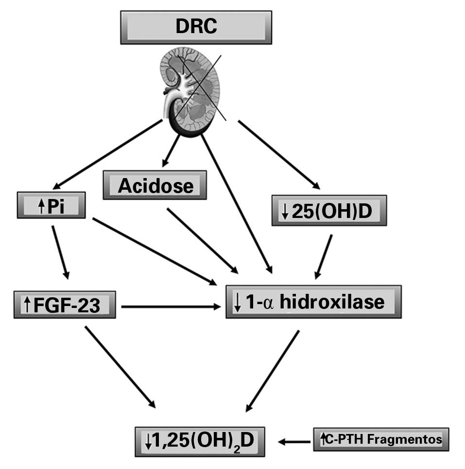 FGF-23 e vitamina D As descobertas de FGF-23 e Klotho têm acrescentado uma dimensão interessante para a nossa compreensão sobre a homeostase da vitamina D.