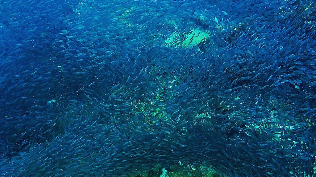 CONSERVAÇÃO DA BIODIVERSIDADE MARINHA E PESCA