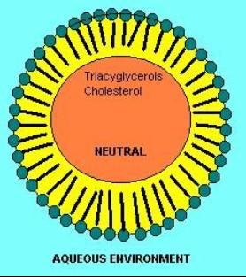 Lipoproteínas Para serem transportados no sangue, os lipídeos devem