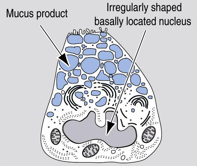 Forma da porção secretora: Túbulo-acinosa ramificada 3.