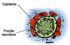 Glândulas Endócrinas Sistema Endócrino - Células isoladas: células APUD ou do sistema