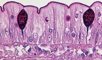 Estrutura Geral Epitélio Glandular Célula