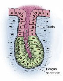 Classificação das Glândulas Exócrinas - Tipo de ducto excretor - Forma da porção