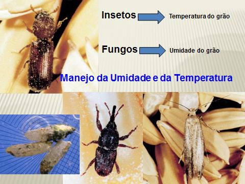 baixa e a melhor forma de manejo que existe. Observa-se, na Tabela 2, o impacto dram tico - da redu o da temperatura - no desenvolvimento dos insetos de produtos armazenados. Na faixa de 15.6 a 18.