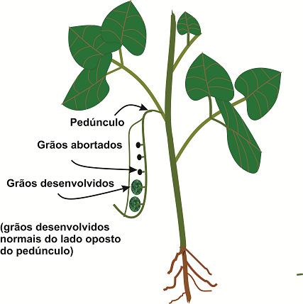 Figura 4. Desenho de flor de feijão sem as pétalas.