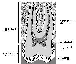 ANÁLISE ELEMENTAR DE AMOSTRAS DENTÁRIAS HUMANAS USANDO SRXRF Marcelino J. Anjos 1,2), Regina C. Barroso 2), Carlos A. Pérez 3), Delson Braz 1), Silvana Moreira 4), Katia R. Dias 5) e Ricardo T.