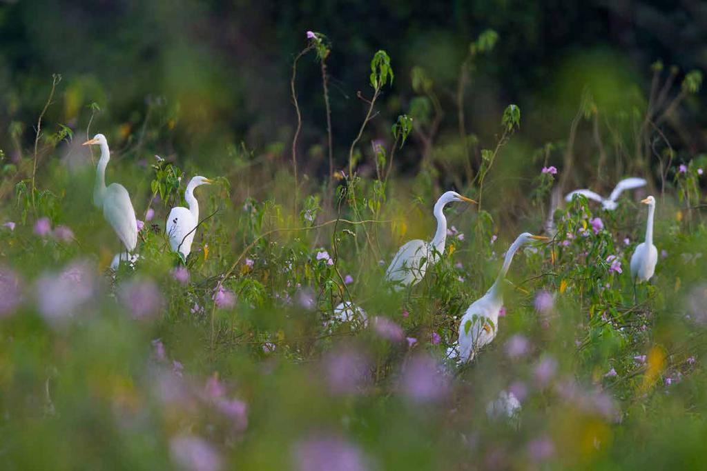 Apresentação: Depois de uma viagem incrível em 2015, trazemos um roteiro ainda mais completo para 2016. Exploraremos novamente o Pantanal, a maior planície alagável do mundo.