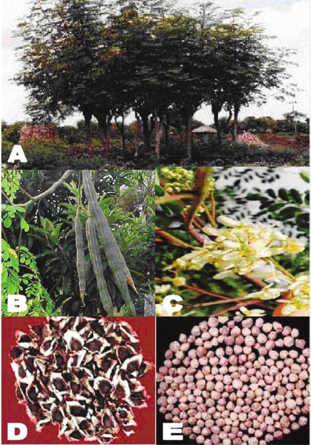 Avaliação da estabilidade à oxidação do biodiesel a partir da moringa e florestas úmidas. É tolerante à seca, florescendo e produzindo frutos (Duke, 1978).