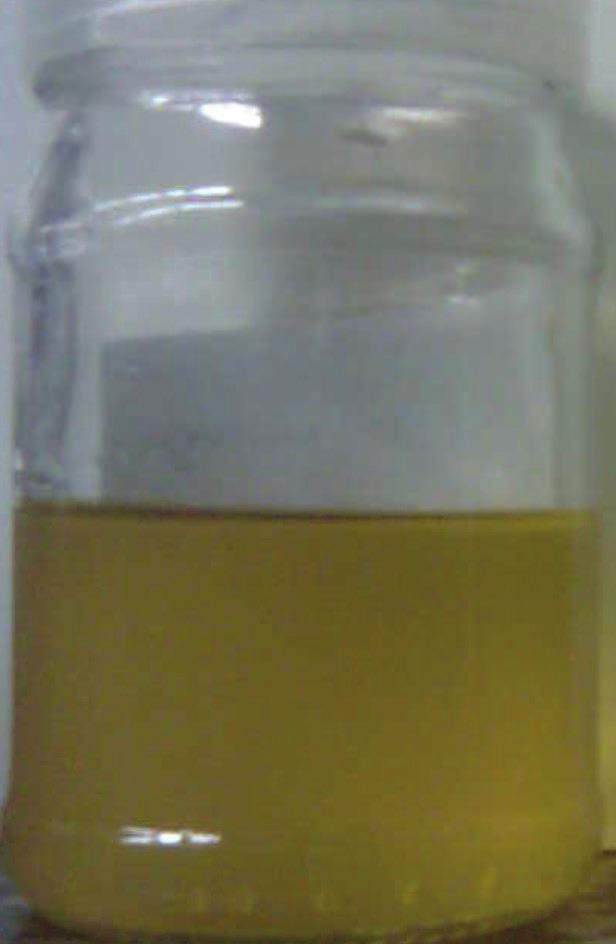 A torta de moringa, obtida após a extração química, foi utilizada como coagulante natural no tratamento de efluentes e o óleo (Figura 4), como matéria-prima para produção de biodiesel pelos processos
