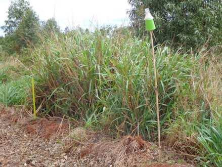 O monitoramento pré-safra do bicudo do algodoeiro (Anthonomus grandis) apresenta até o momento índices abaixo de 1 BAS (bicudo/armadilha/semana) na média da região,