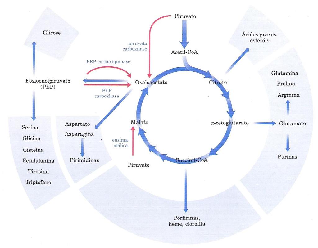 Os componentes do ciclo do ácido cítrico