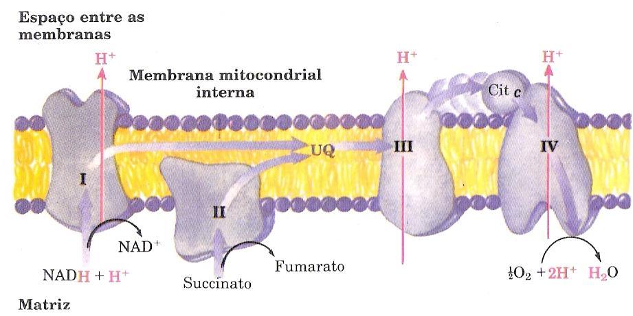 Resumo do fluxo de elétrons e prótons