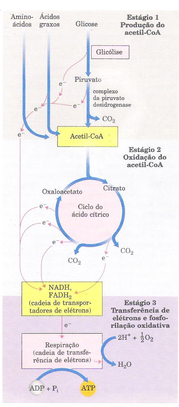 A maioria das células eucarióticas e muitas bactérias são aeróbicas oxidam os compostos orgânicos completamente até CO 2 e H 2 O.