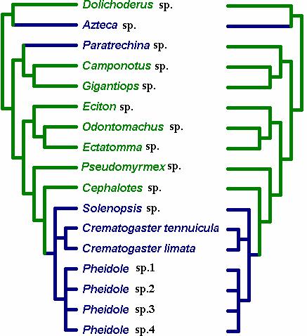 Figura 1. Filogenia de Formicidae proposta por Astruc (2004) mostrando a evolução dos caracteres estudados.