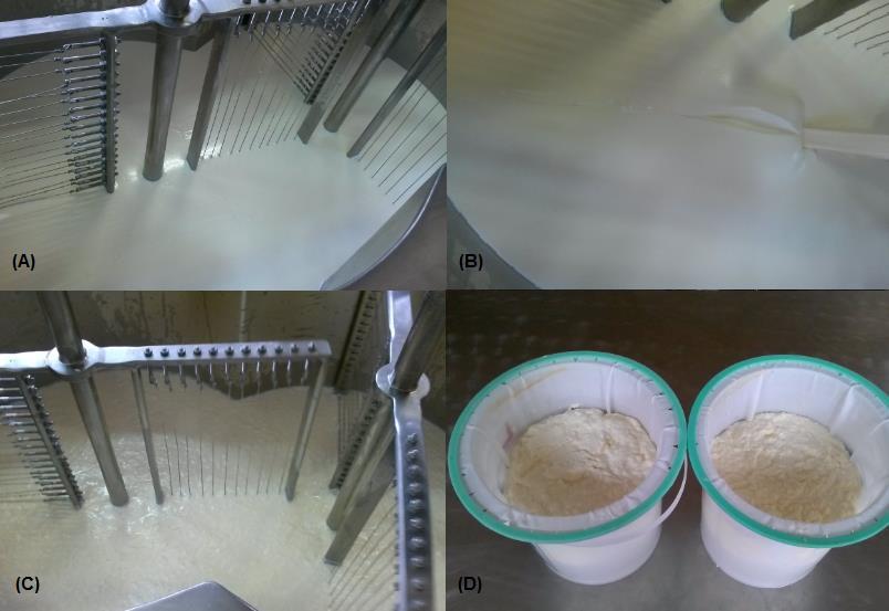 A elaboração do queijo petit suisse ocorreu através da coagulação curta de 45 minutos, obtendo massa lisa e homogênea.