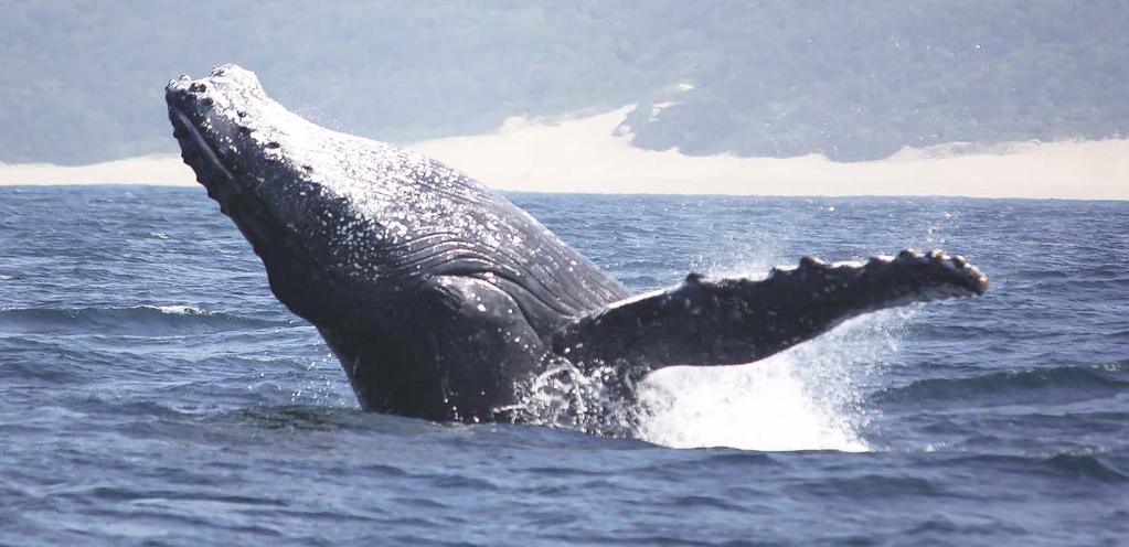 ESPÉCIES MAIS EMBLEMÁTICAS Aproveite a oportunidade de observar diversas espécies marinhas emblemáticas, nomeadamente golfinhos, baleias,