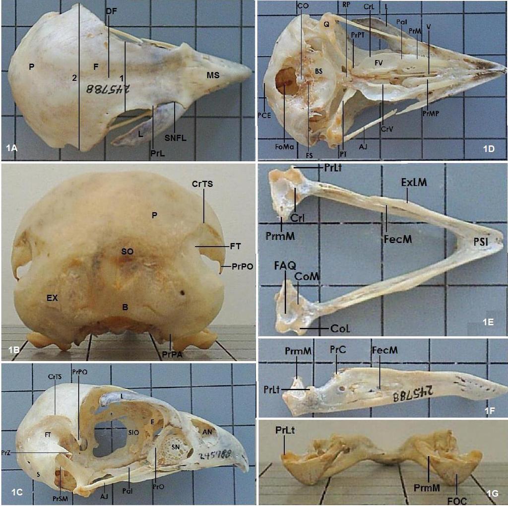 Silva et al. (2012) / Osteologia Craniana de Micrastur... se conspícuas na espécie analisada, e pelo bem desenvolvido processo medial (proc.