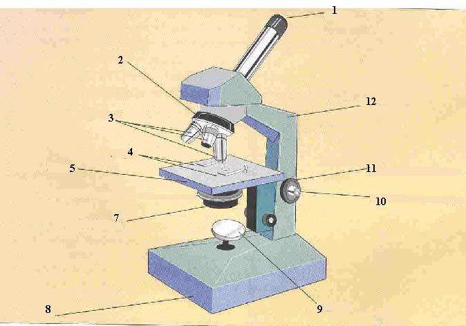 Ficha de trabalho Microscópio 1.
