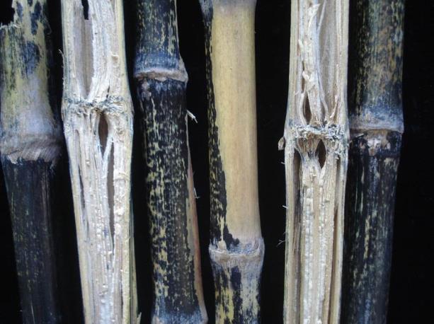 22 Figura 1. Sintoma de podridão do colmo do milho causado por Colletotrichum graminicola. Fonte: VIEIRA JUNIOR, J.A.L.
