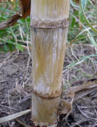 25 MUNKVOLD, 1997), no entanto, é frequentemente encontrado na base do colmo principalmente próximo da colheita, em áreas de rotação de culturas.
