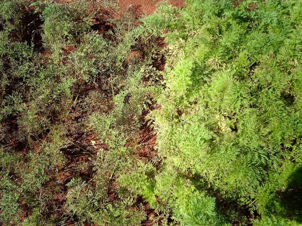 adubação equilibrada que visa aumentar a tolerância da planta à doença devido à emissão de novas folhas que venham a compensar as que foram destruídas pela doença; e o controle da umidade, que pode