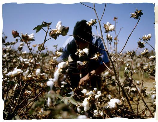 Sua excelente qualidade, somada a um bom manejo agronômico, proporcionam a produção de uma variedade peruana de algodão considerada, atualmente, como uma das
