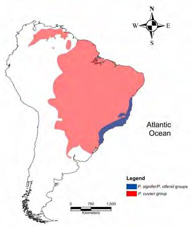 Figuras Figura 1 Mapa da América do Sul com a distribuição de ocorrência das nove espécies do grupo Physalaemus cuvieri