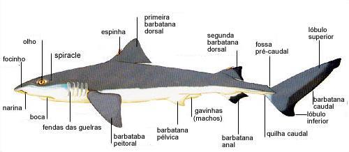 SUSTENTAÇÃO E LOCOMOÇÃO 1.