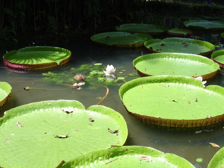 bem como fortalecer organizações nas áreas de manejo dos recursos naturais,