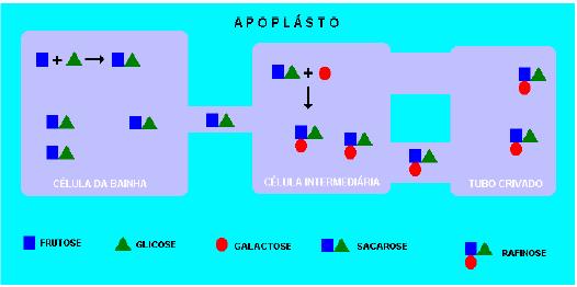 9 Carregamento simplástico do floema Modelo Armadilha de polímero.