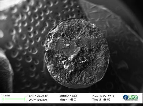 Imgem: Tylor Lim de Souz Figur 2 Eletromicrogrfi de