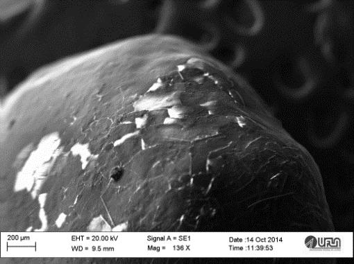 revestid com resin termoplástic (A), mpemento por EDS de